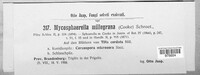 Mycosphaerella millegrana image